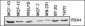 RSK4 Antibody (N-term)